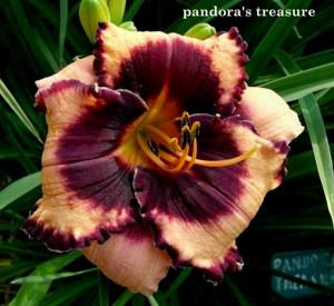 Pandora's Treasure (Maryott, 2006)